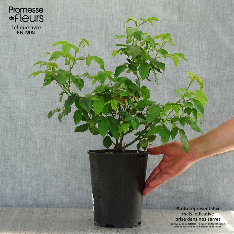 Rosa gallica Gros Provins Panaché 4L/5L pot sample as delivered in spring
