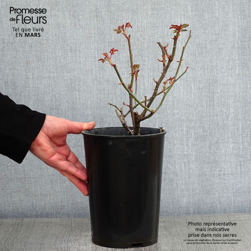 Rosa Gruss An Aachen - Hybrid Tea 4L/5L pot sample as delivered in winter