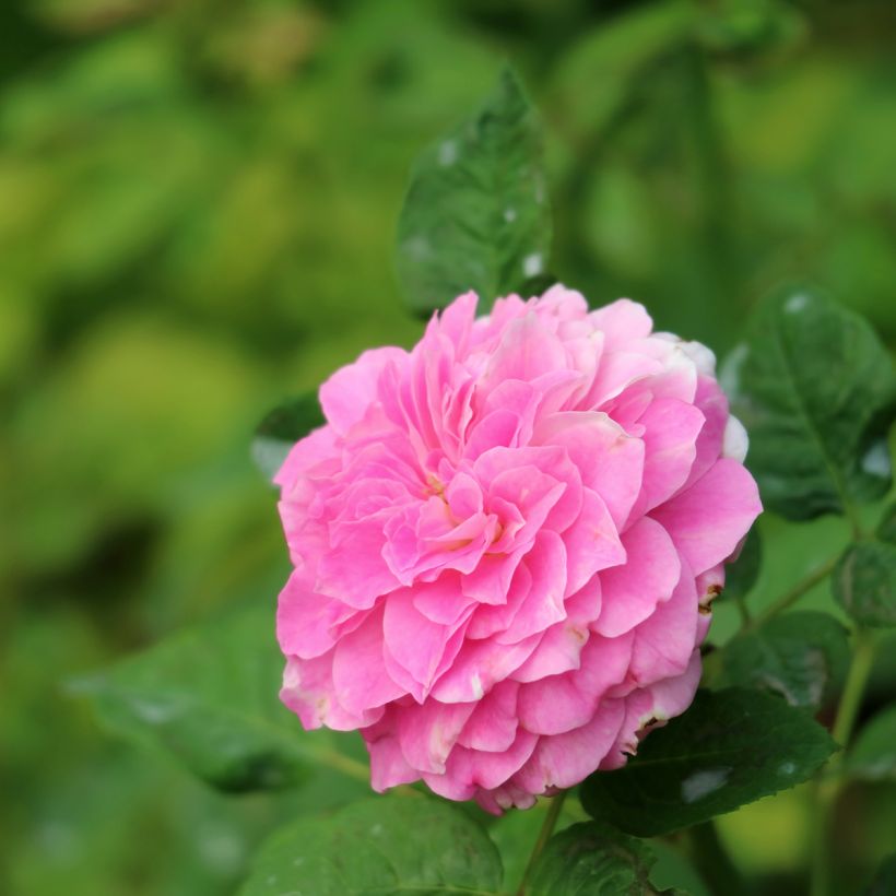 Rosa damascena Trigintipetala - Damask Rose (Flowering)