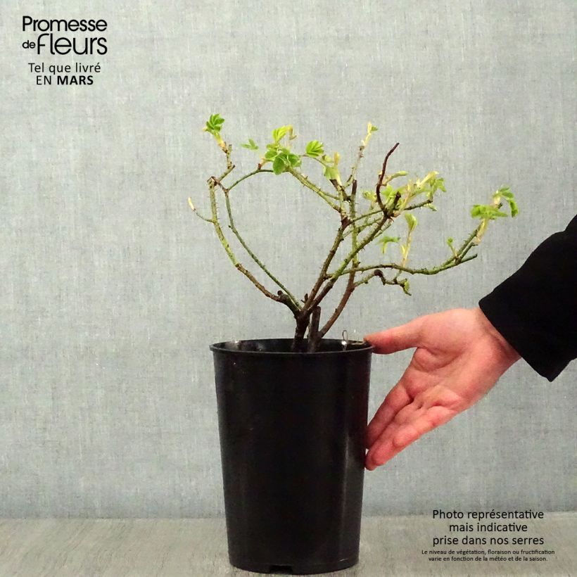 Rosa damascena Trigintipetala - Damask Rose 4L/5L pot sample as delivered in winter