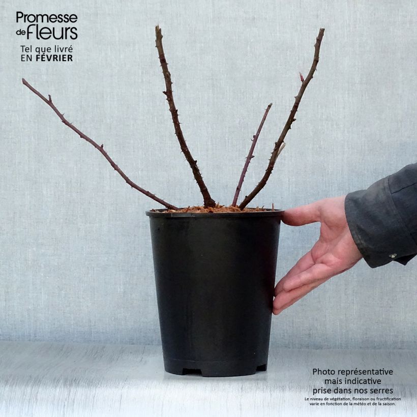 Rosa moyesii Marguerite Hilling 4L/5L pot sample as delivered in winter