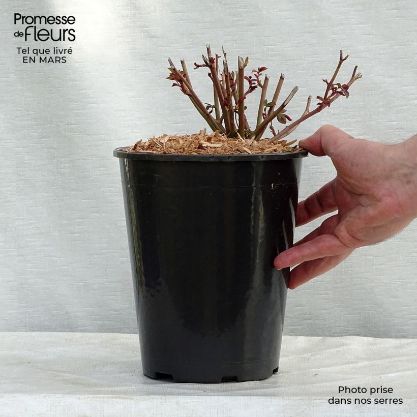 Rosa Marie Pavie 4L/5L pot sample as delivered in winter