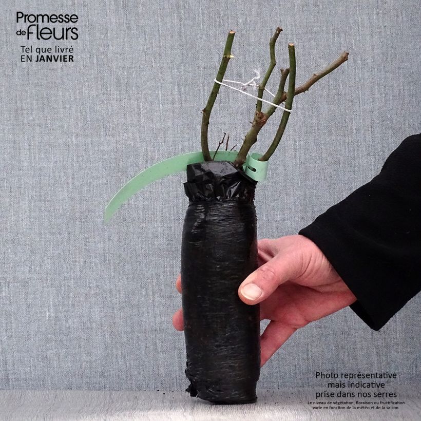 Rosa x Portland Madame Boll Wrapped bare root sample as delivered in winter