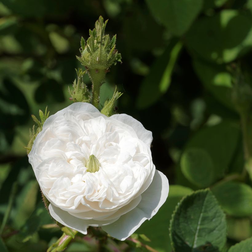 Rosa damascena Mme Hardy - Damask Rose (Flowering)