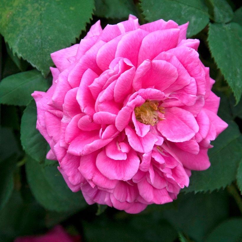 Rosa Mme Issac Pereire - Bourbon Rose (Flowering)