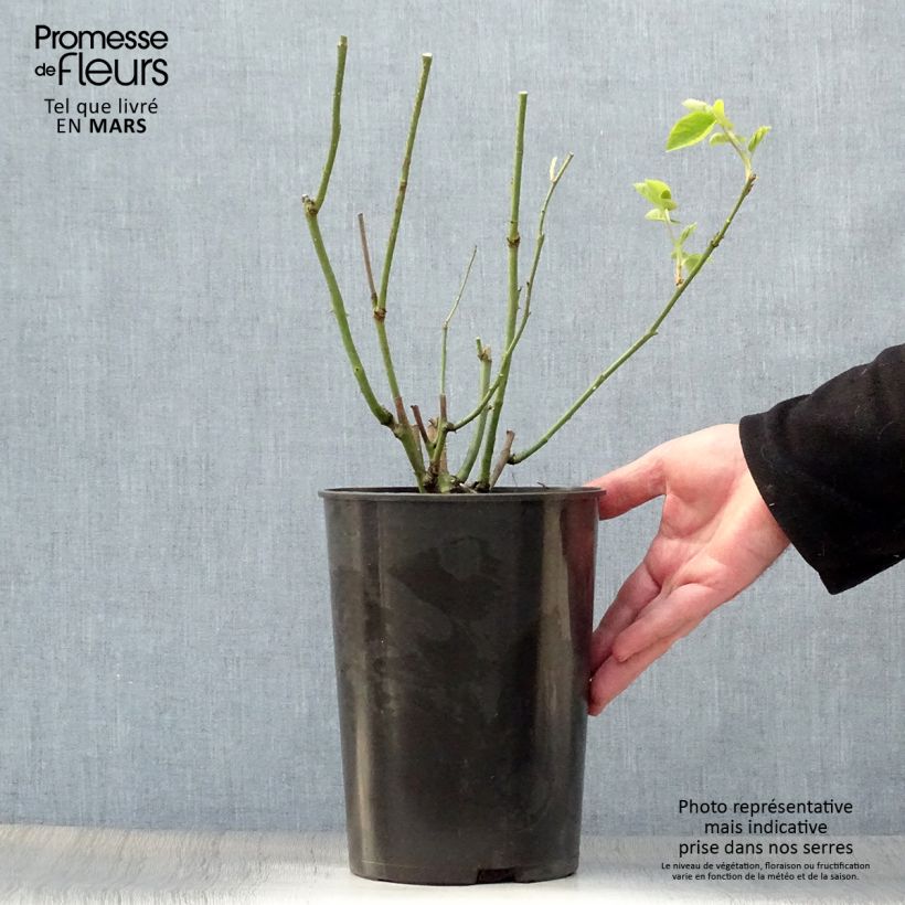 Rosa Mrs John Laing 4L/5L pot sample as delivered in spring