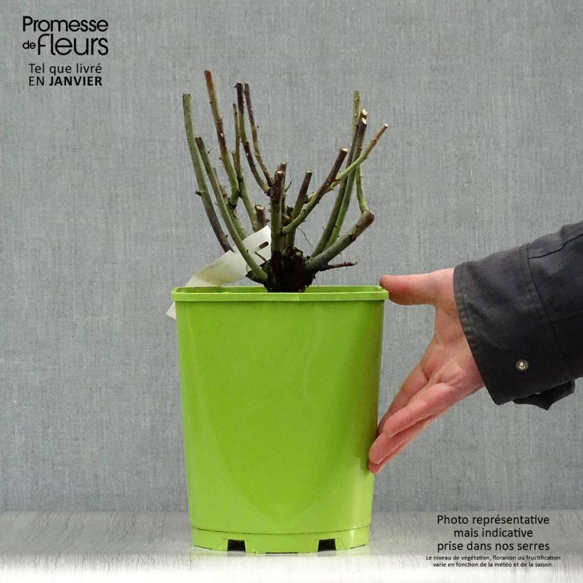 Rosa Paul Neyron - Repeat Flowering Rose 4L/5L pot sample as delivered in winter