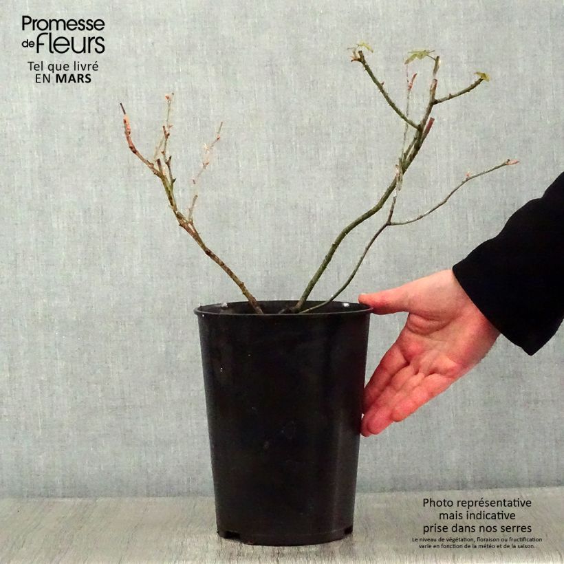 Rosa Raubritter - Climbing Rose 4L/5L pot sample as delivered in winter