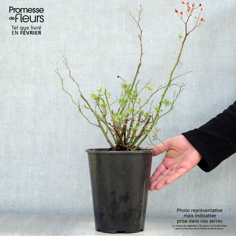 Rosa polyantha Red Ballerina 4L/5L pot sample as delivered in winter