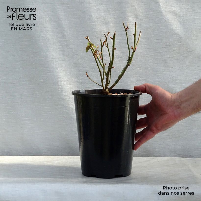 Rosa Reine des Violettes 4L/5L pot sample as delivered in spring