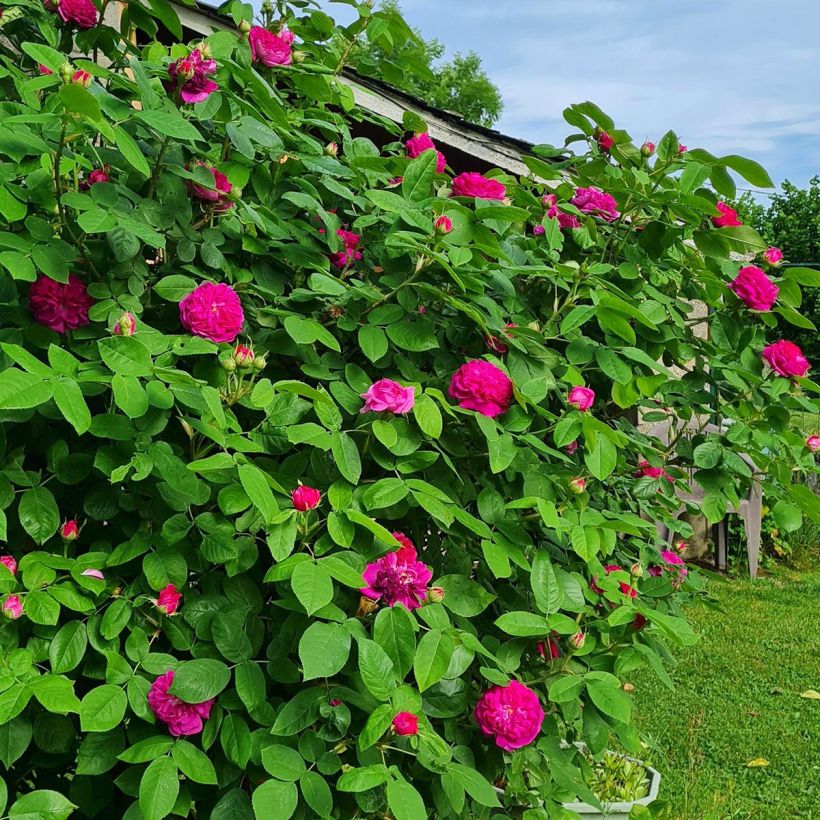 Rosa De Resht - Damask Rose (Plant habit)
