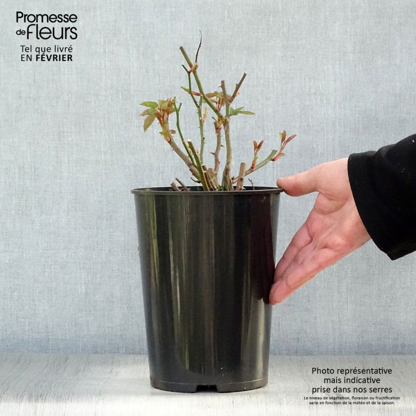 Rosa Sally Holmes 3L/4L pot sample as delivered in winter