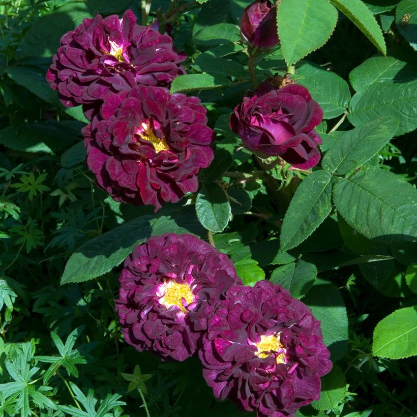 Rosa gallica Tuscany Superb - Gallic Rose (Flowering)