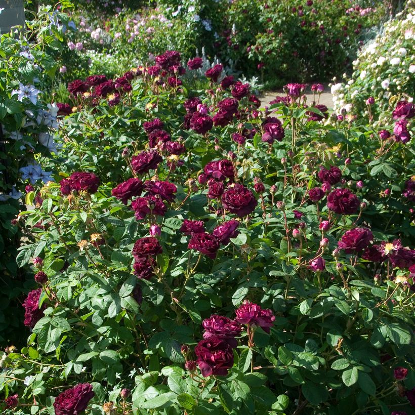 Rosa gallica Tuscany Superb - Gallic Rose (Plant habit)