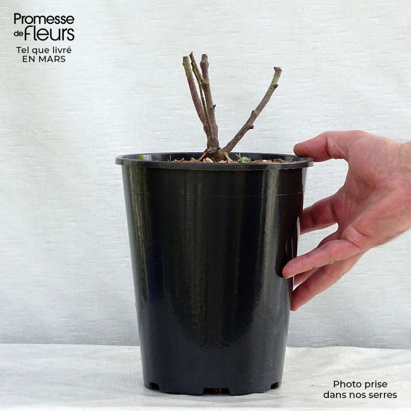 Rosa gallica Tuscany Superb - Gallic Rose 4L/5L pot sample as delivered in winter