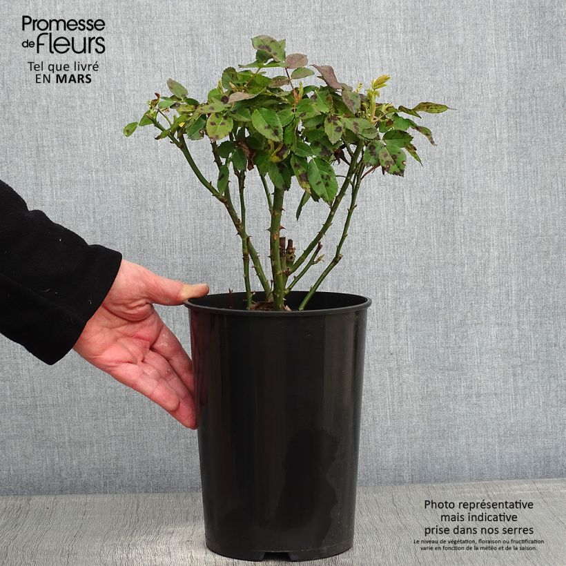 Rosa Ulrich Brunner Fils 4L/5L pot sample as delivered in winter