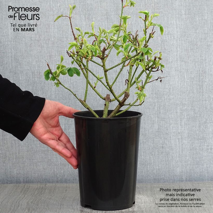 Rosa Bourbon Variegata di Bologna- Bourbon Rose 4L/5L pot sample as delivered in winter