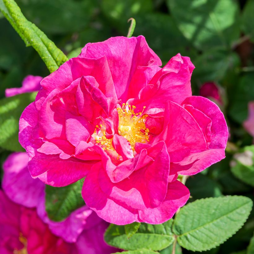 Rosa gallica Officinalis - Old Gallic Rose (Flowering)