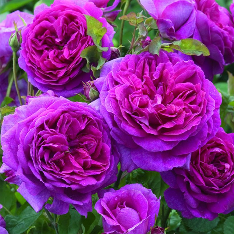 Rosa Young Lycidas - English Rose (Flowering)