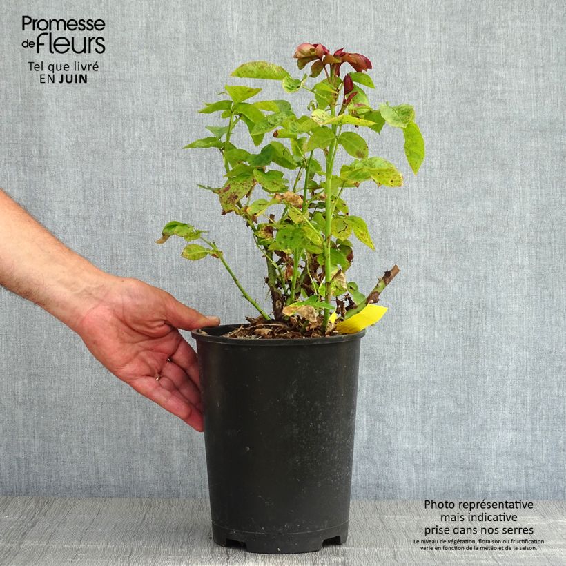 Rosa x floribunda Hamlet 4L/5L pot sample as delivered in spring