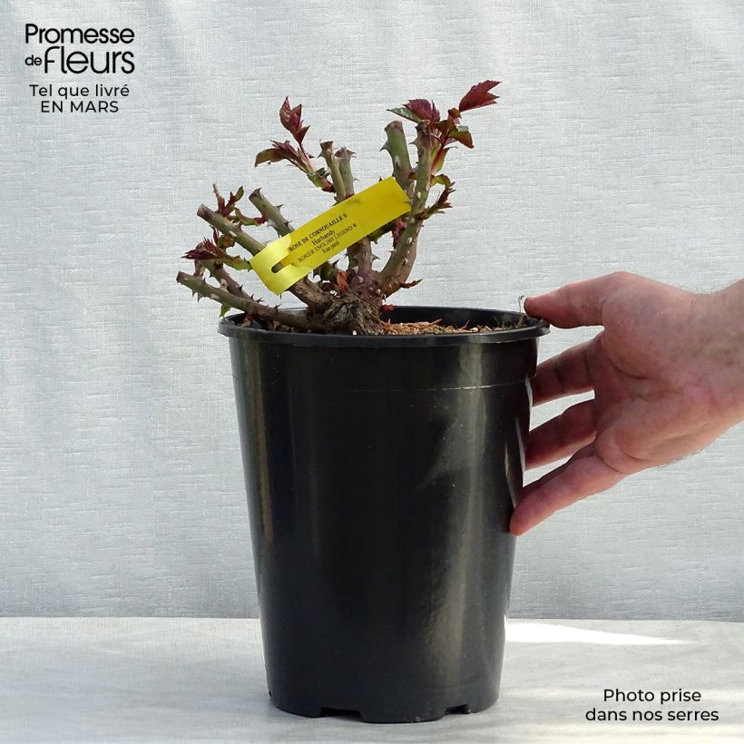 Rosa Rose de Cornouaille  4L/5L pot sample as delivered in winter