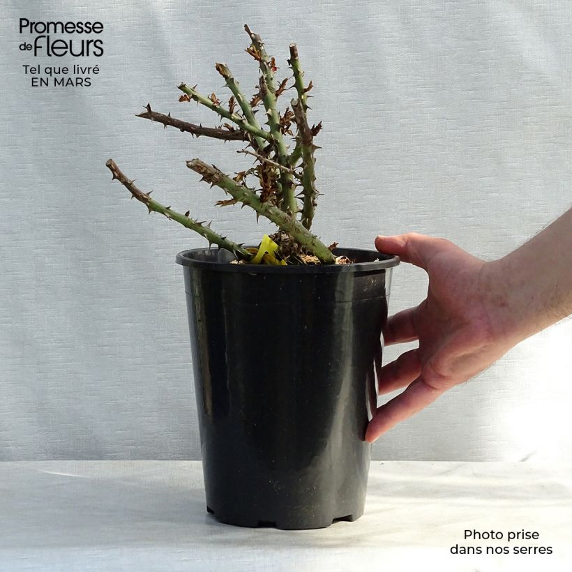 Rosa Sherwood  4L/5L pot sample as delivered in spring