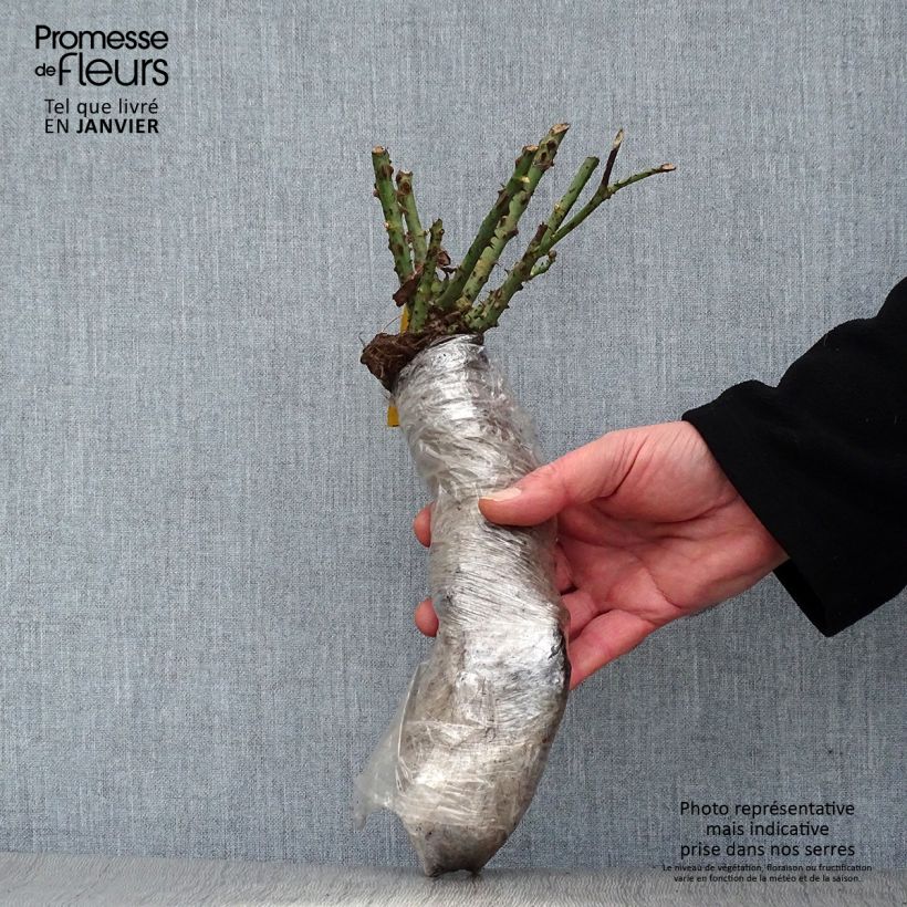 Rosa Eustacia Vye Wrapped bare root sample as delivered in winter
