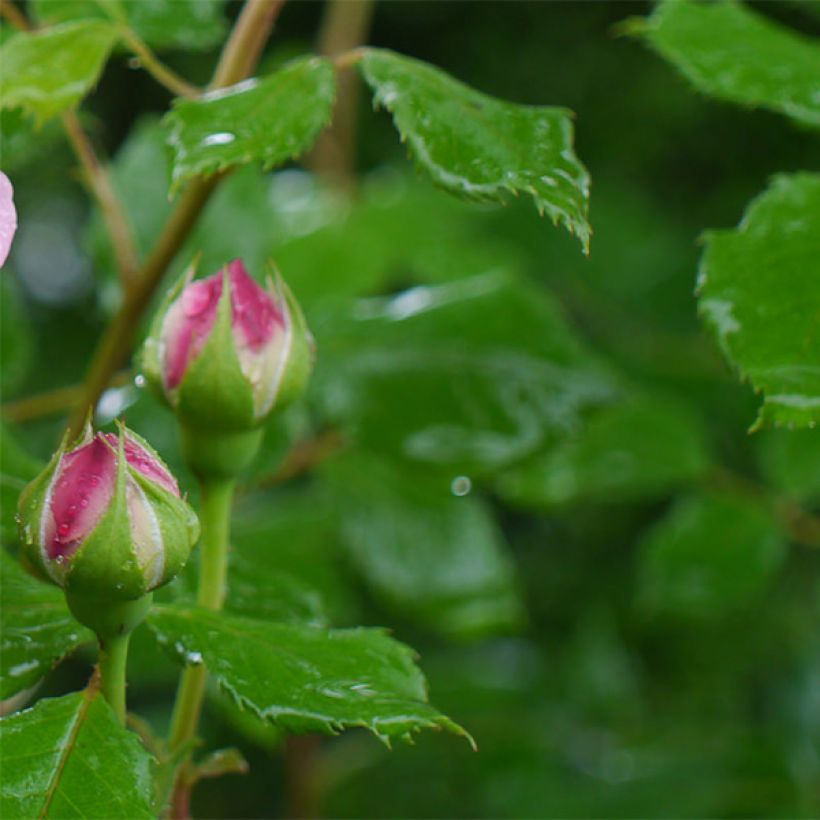 Rosa Jubilee Celebration Aushunter (Foliage)