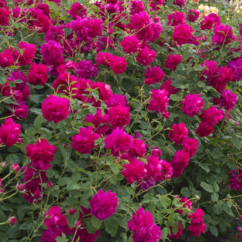 Rosa Thomas à Becket - English Shrub Rose (Plant habit)