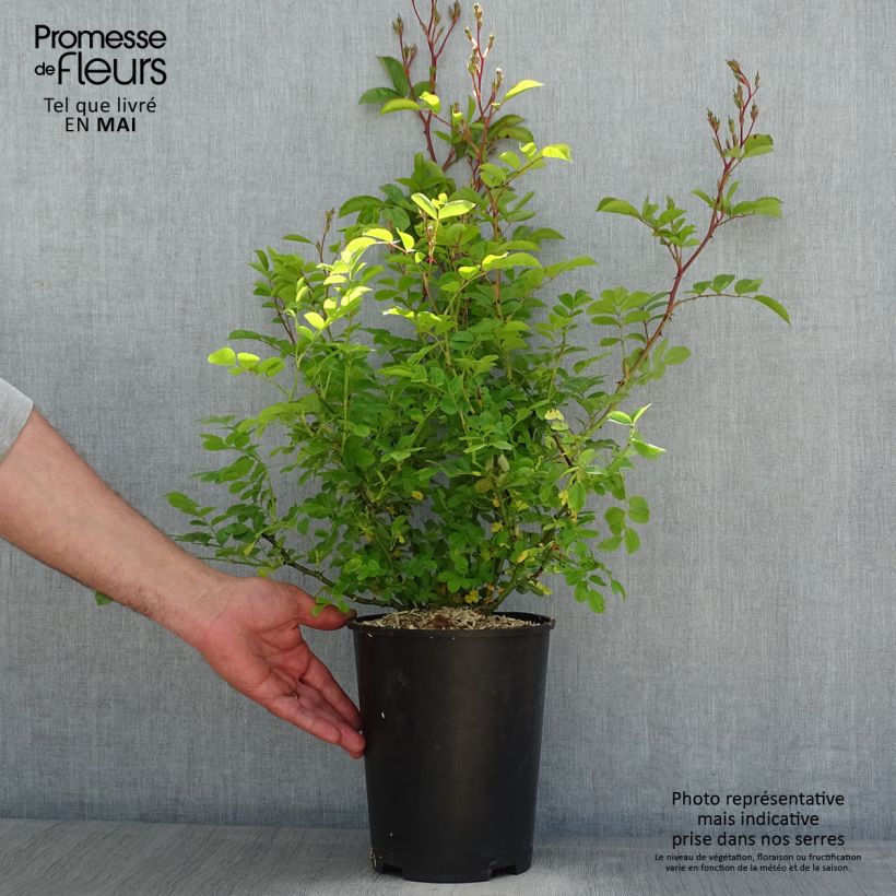 Rosa moschata Annelies - Musk Rose 4L/5L pot sample as delivered in spring