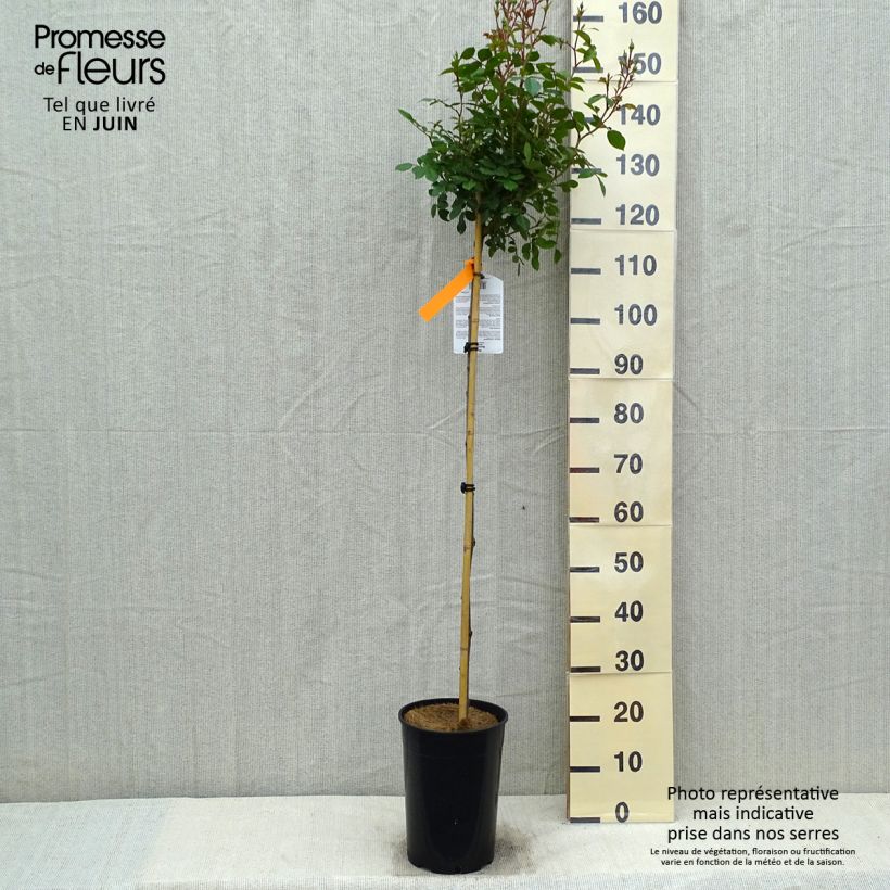 Rosa Bonica 4L/5L pot sample as delivered in spring