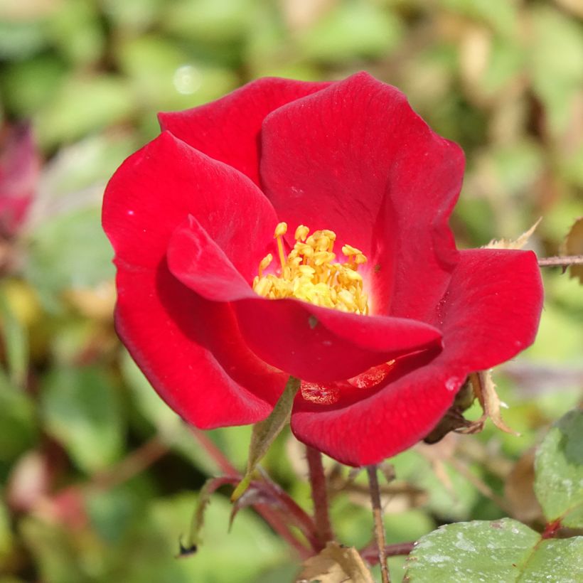 Rosa x polyantha Friendly 'Red Meiariba' - Polyantha Rose (Flowering)