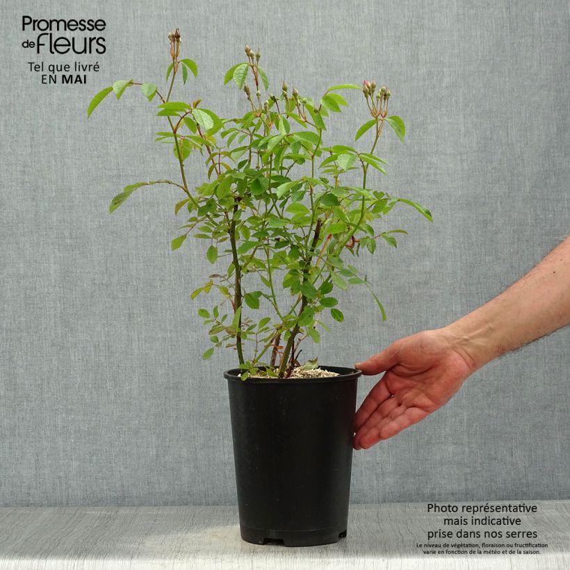 Rosa x moschata Frisson Frais - Musk Rose 4L/5L pot sample as delivered in spring
