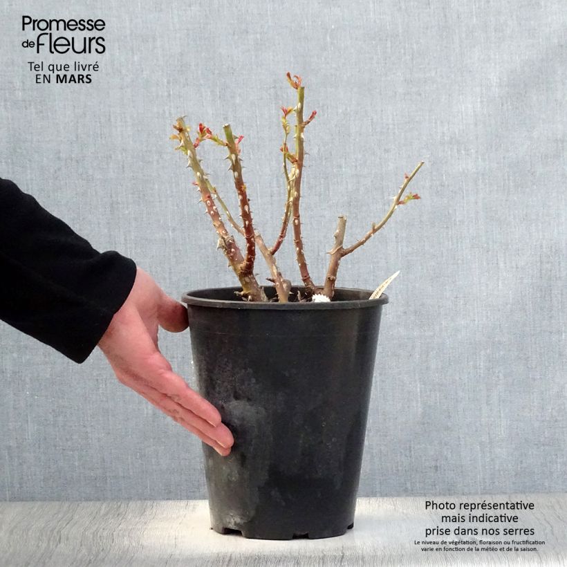 Rosa Queen of the Night - Floribunda rose 3L/4L pot sample as delivered in spring