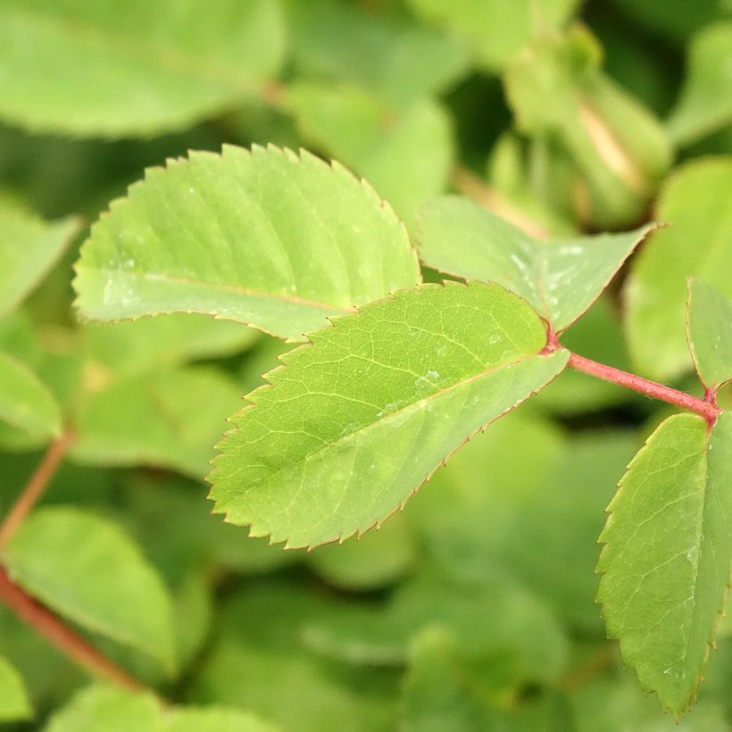 Rosa Nevada (Foliage)