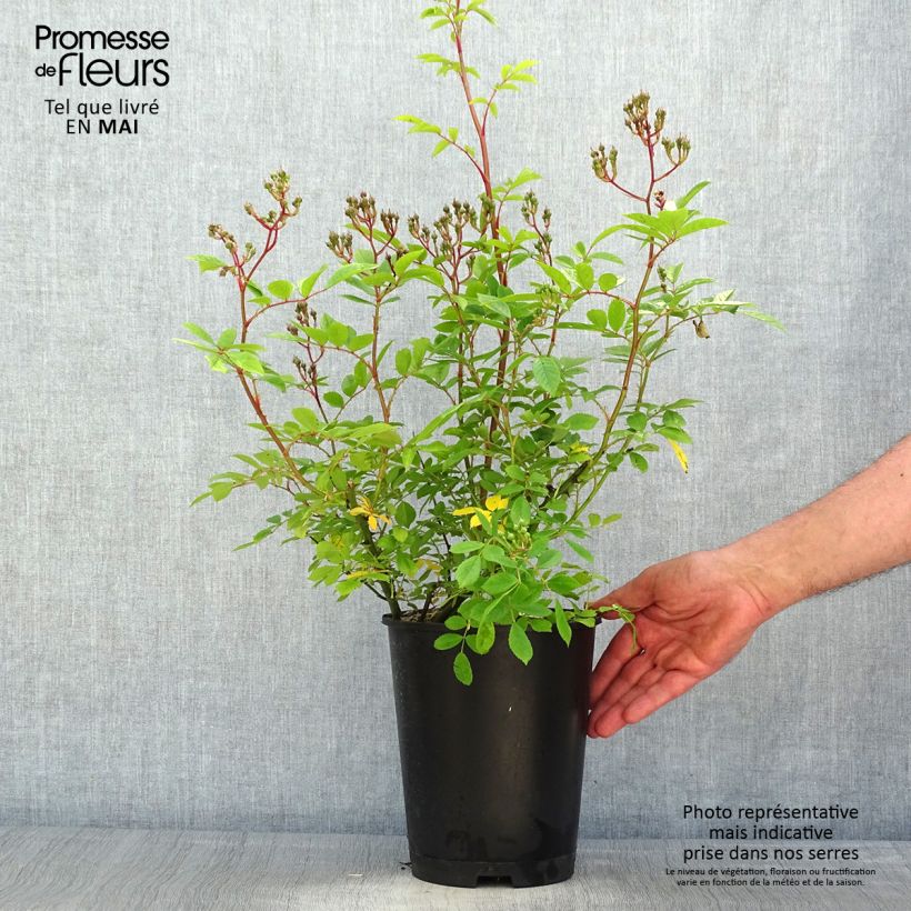 Rosa Puccini - Hybrid Musk Rose 4L/5L pot sample as delivered in spring