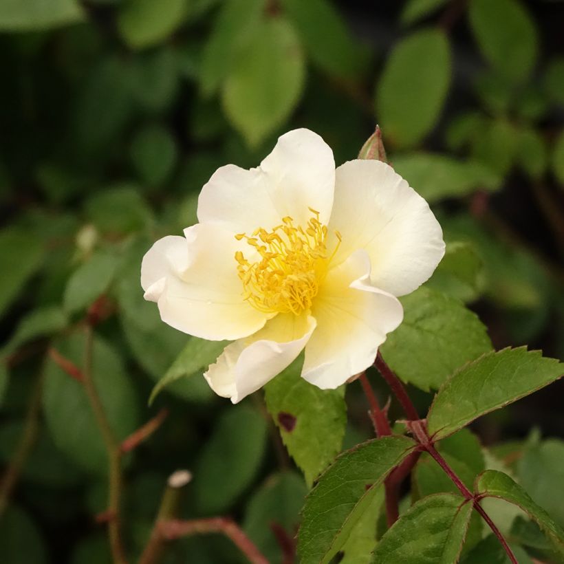 Rosa x moschata 'Rosalita' - Shrub Rose (Flowering)