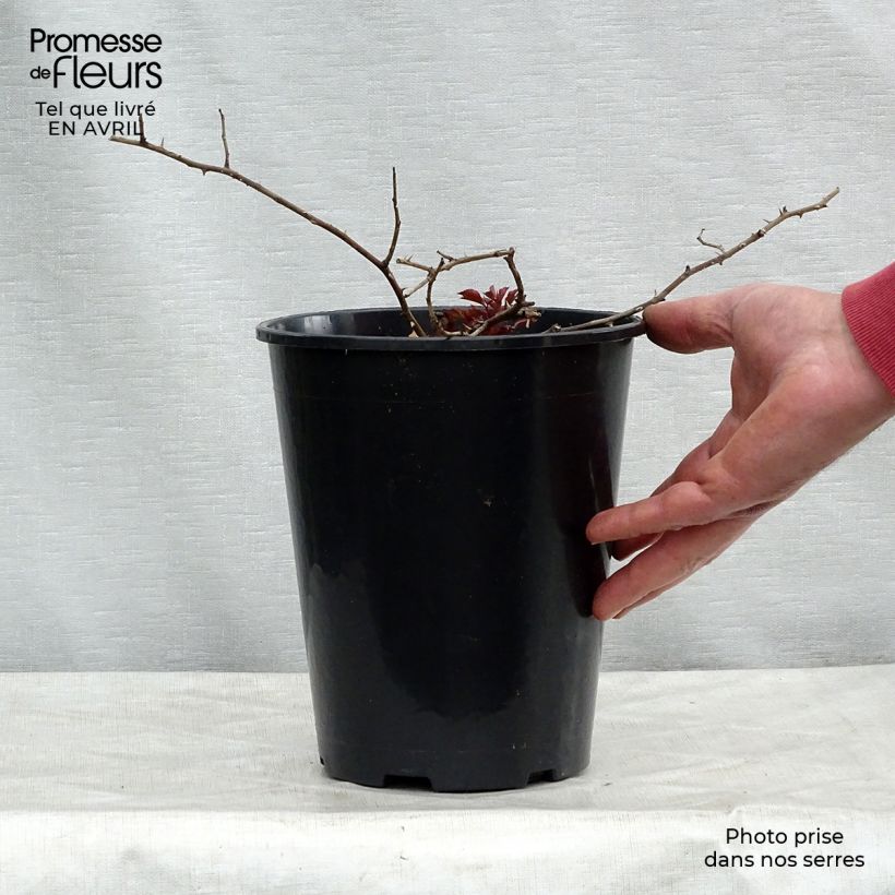 Rosa Rosy Cushion - Shrub Rose 4L/5L pot sample as delivered in spring