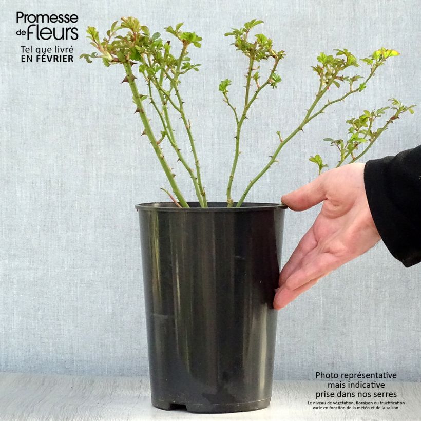 Rosa x floribunda 'Rush' - Shrub Rose 4L/5L pot sample as delivered in winter