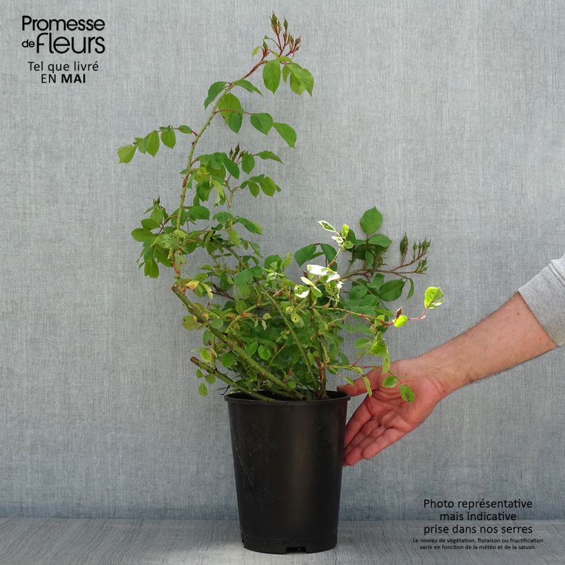 Rosa  Smarty - shrub rose 4L/5L pot sample as delivered in spring