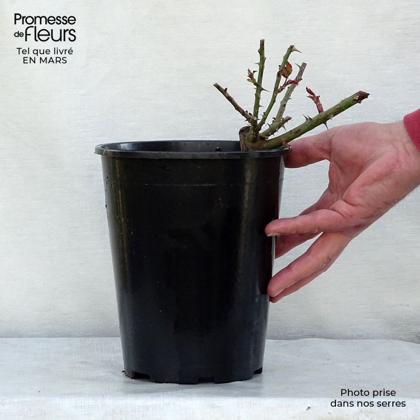 Rosa  Westerland (Korwest) - Hybrid Shrub Rose 4L/5L pot sample as delivered in spring