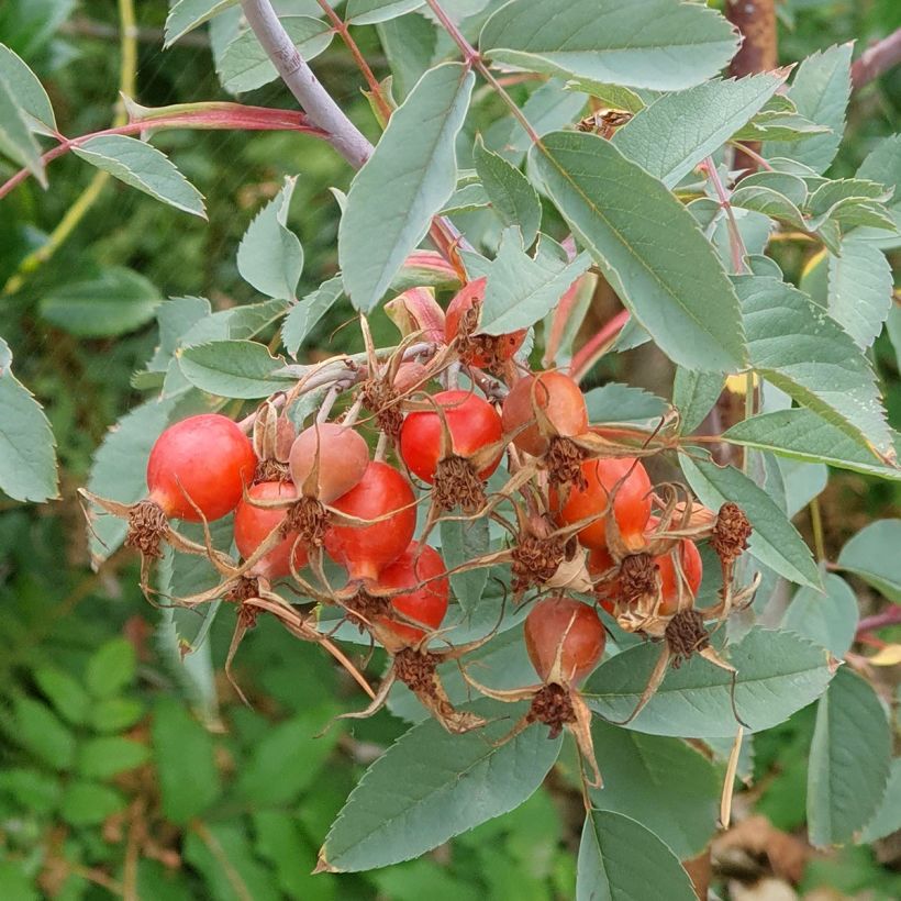 Rosa glauca Rubrifolia - Gallic Rose (Harvest)