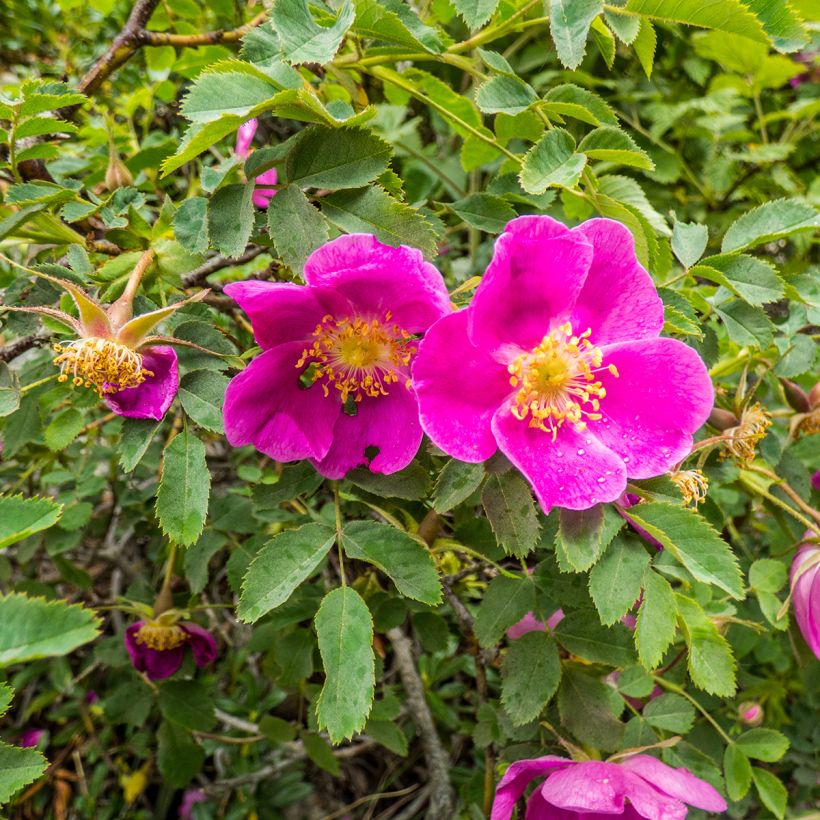 Rosa nitida (Flowering)