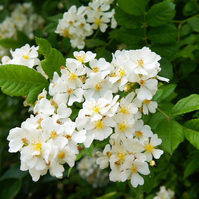 Rosa multiflora - Climbing Rose (Flowering)