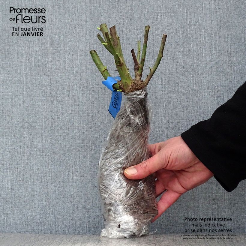 Rosa Bourgogne - Shrub Rose Wrapped bare root sample as delivered in winter