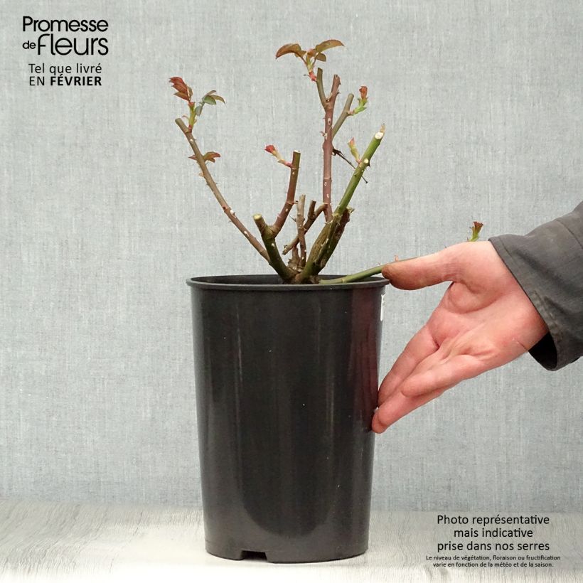 Rosa Nostalgic Rose - Eisvogel - Shrub Rose 4L/5L pot sample as delivered in winter