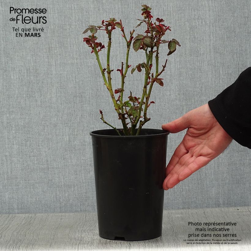 Rosa x floribunda 'Kaffe Fassett' - Shrub Rose 2L/3L pot sample as delivered in winter