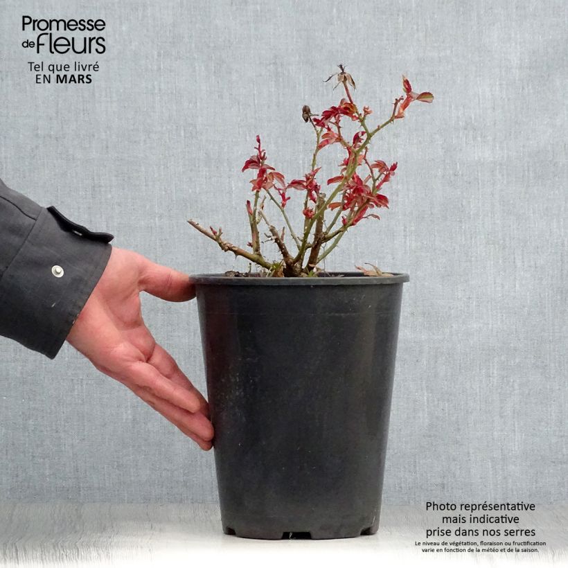 Rosa Amber Sun 2L/3L pot sample as delivered in spring