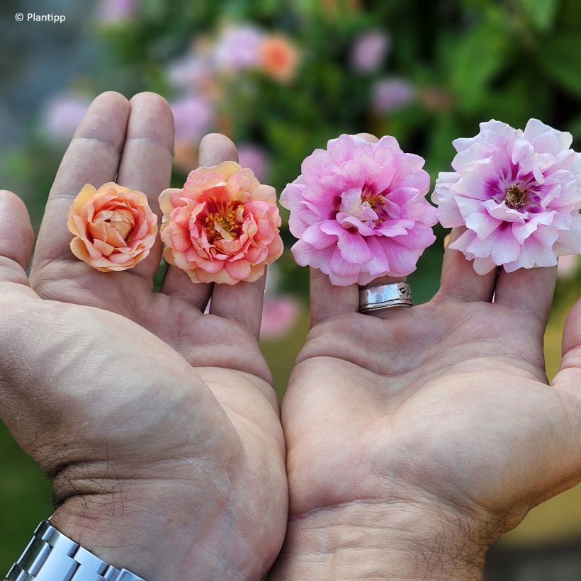 Rosa polyantha Amirose  - Groundcover Rose (Flowering)
