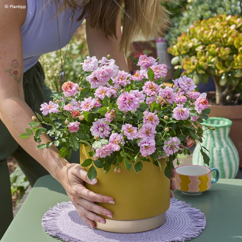 Rosa polyantha Amirose  - Groundcover Rose (Plant habit)